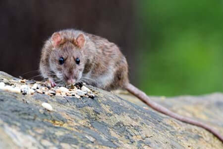 Level 2 Award in Rodent Management